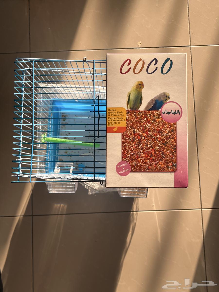 Budgerigars (untrained) (pair) bought them a week and a half ago price 17564540138494850110