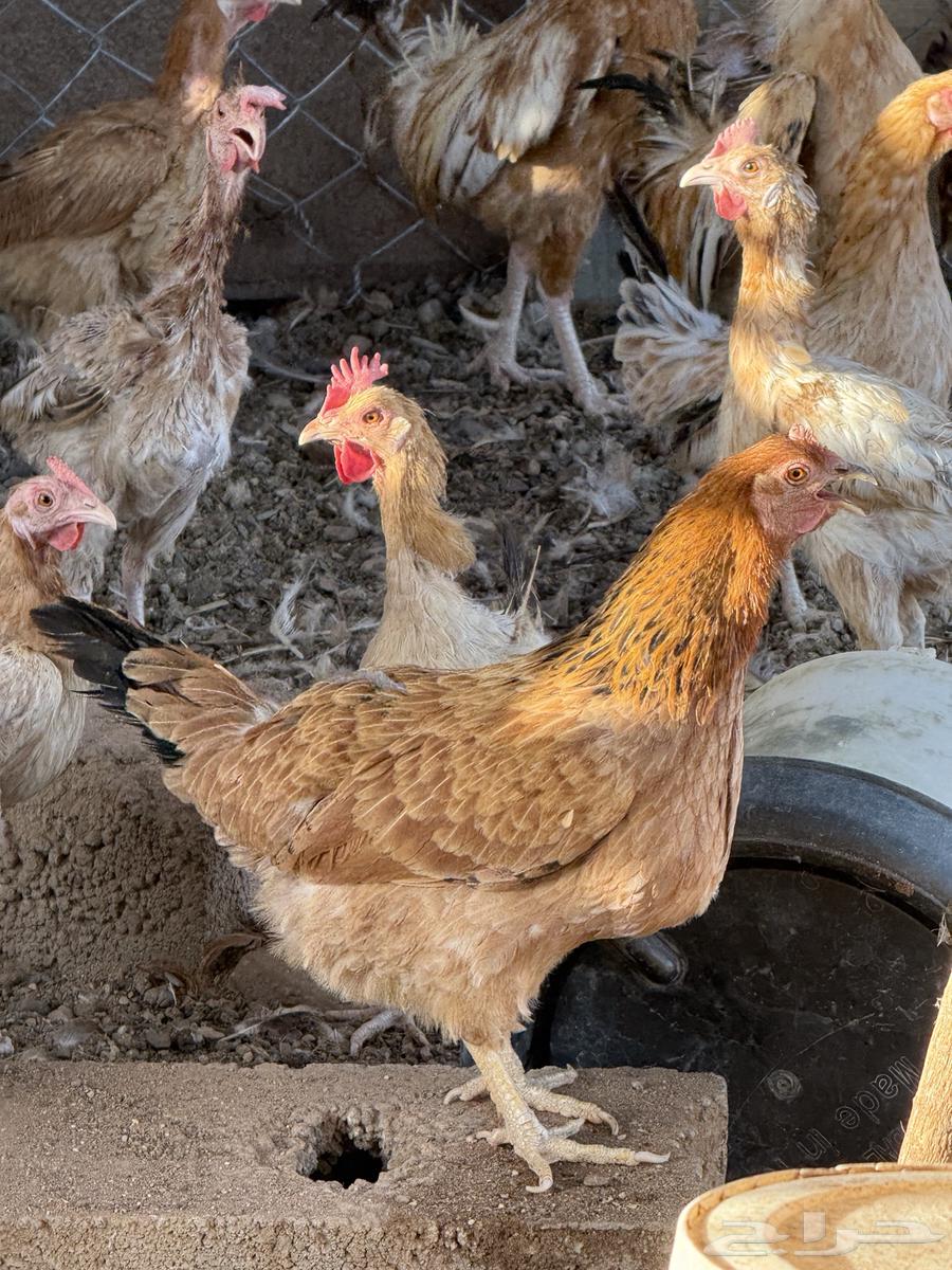 للبيع مشروع دجاج بلدي64535694790273110