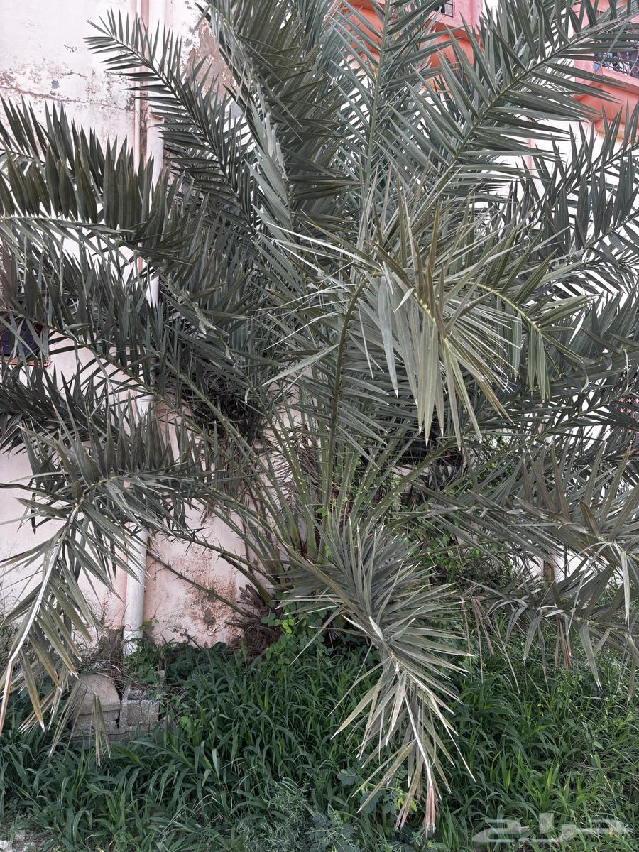 نخل للبيع64536641072515112