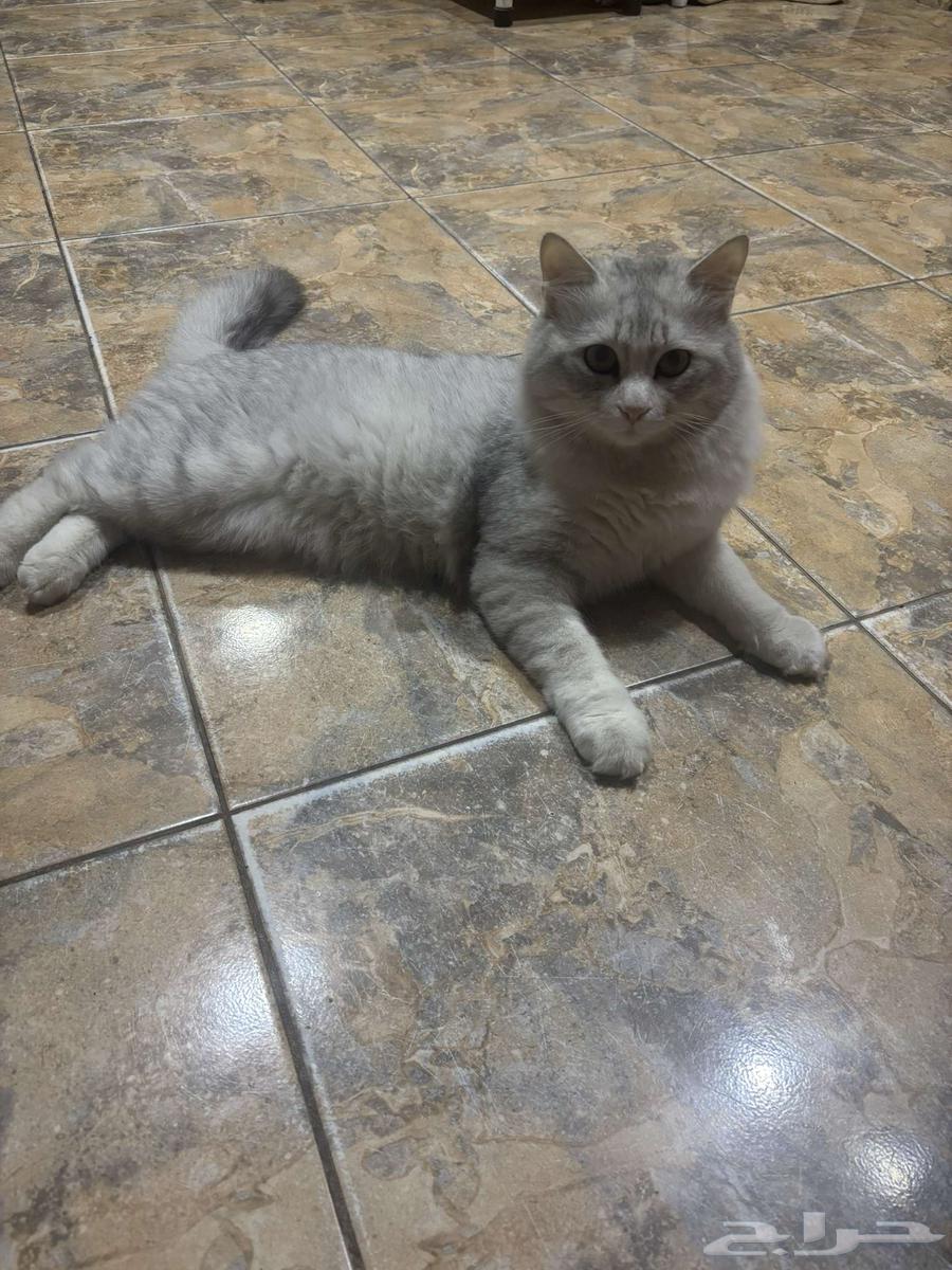 للتبني قط64539486125443110