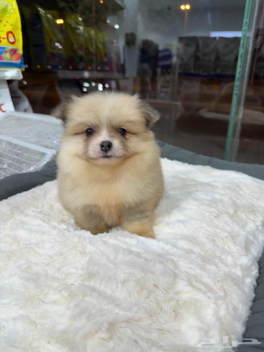 كلاب بومرنيان للبيع64538219005826112