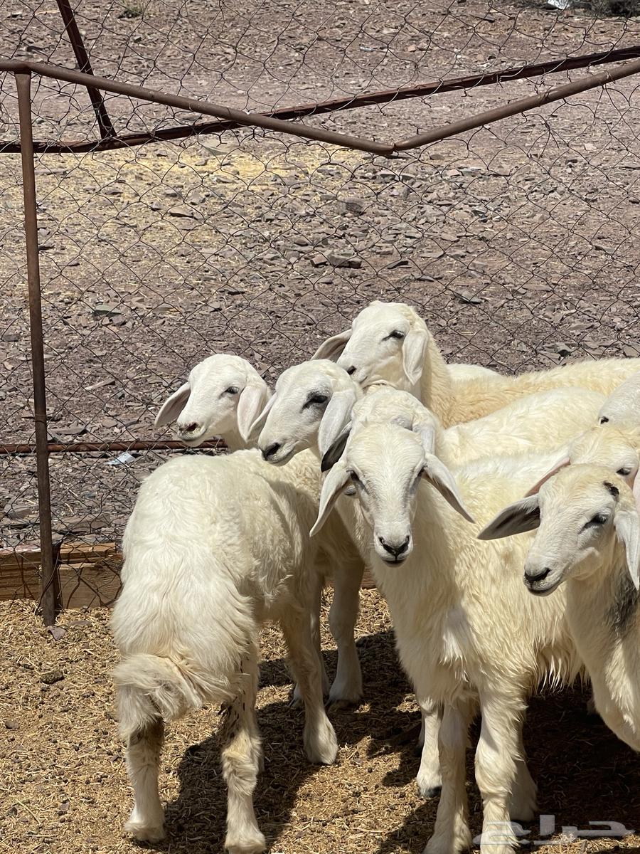 رخال فواخر تمم البيع64539386810755112