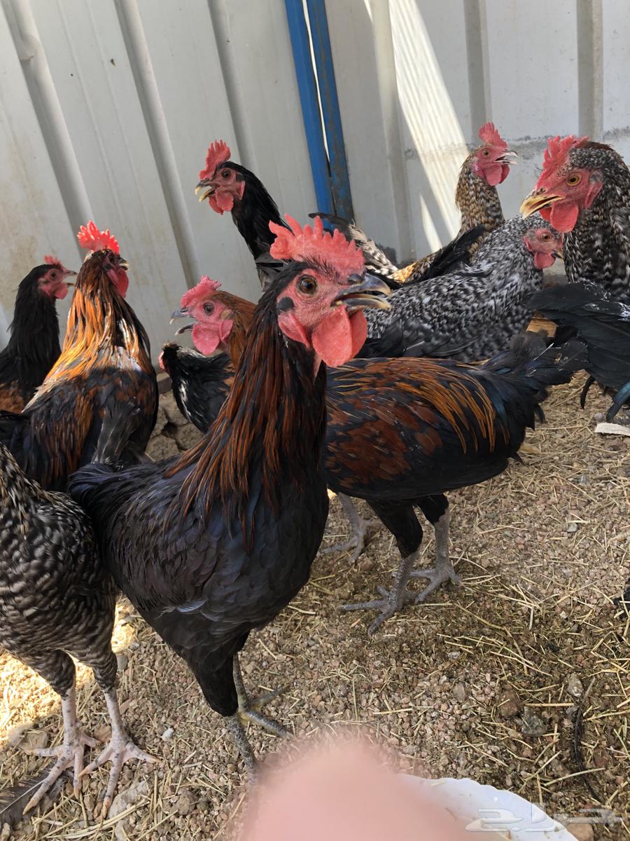 ديكه للبيع64537784402433113