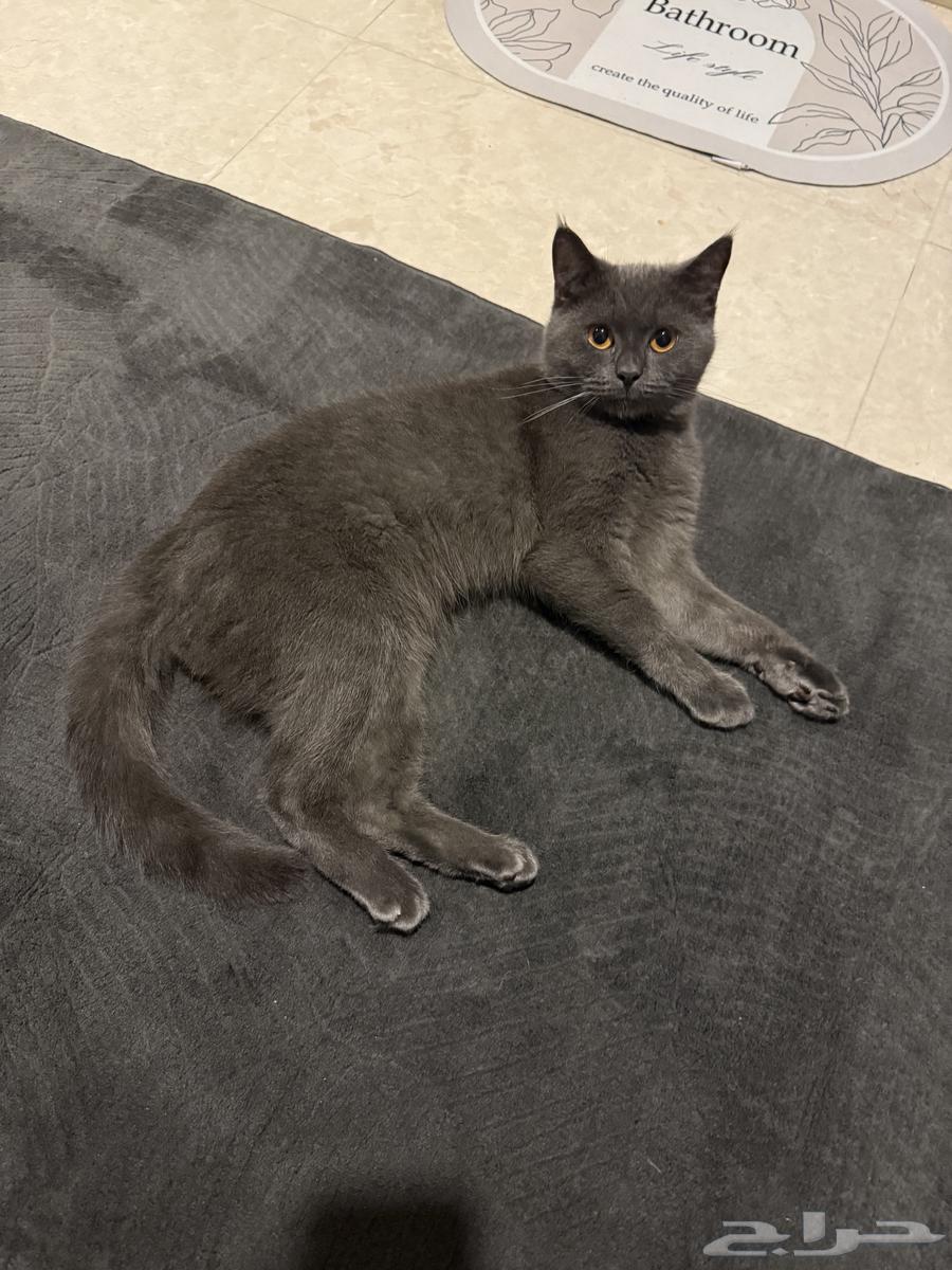 سكوتش ستريت بيور ذكر سنه و 4 شهور64541407531777110