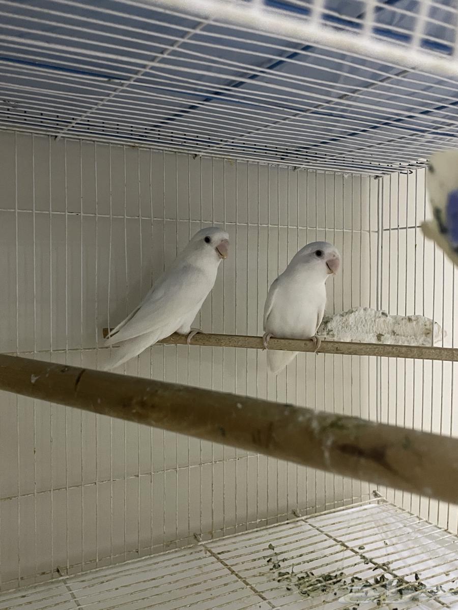 زوج روز البينو ب فروخه (تم البيع)64535778889731110