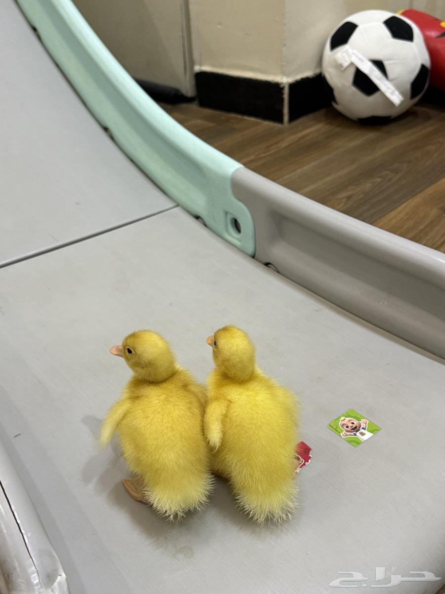 بطتين للبيع64539924617217110