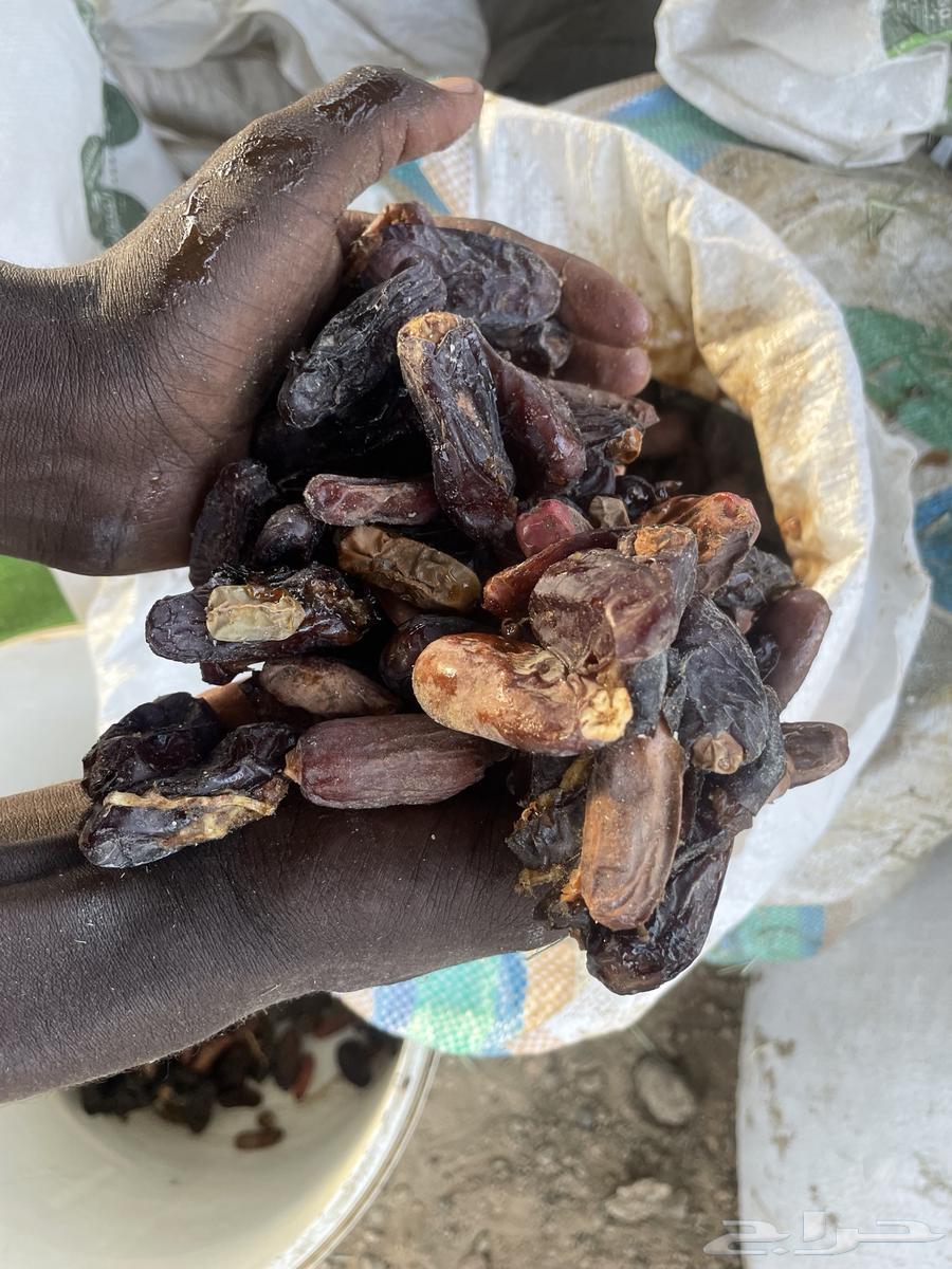 تمر غنم للبيع العدد 30كييس64540110361089114