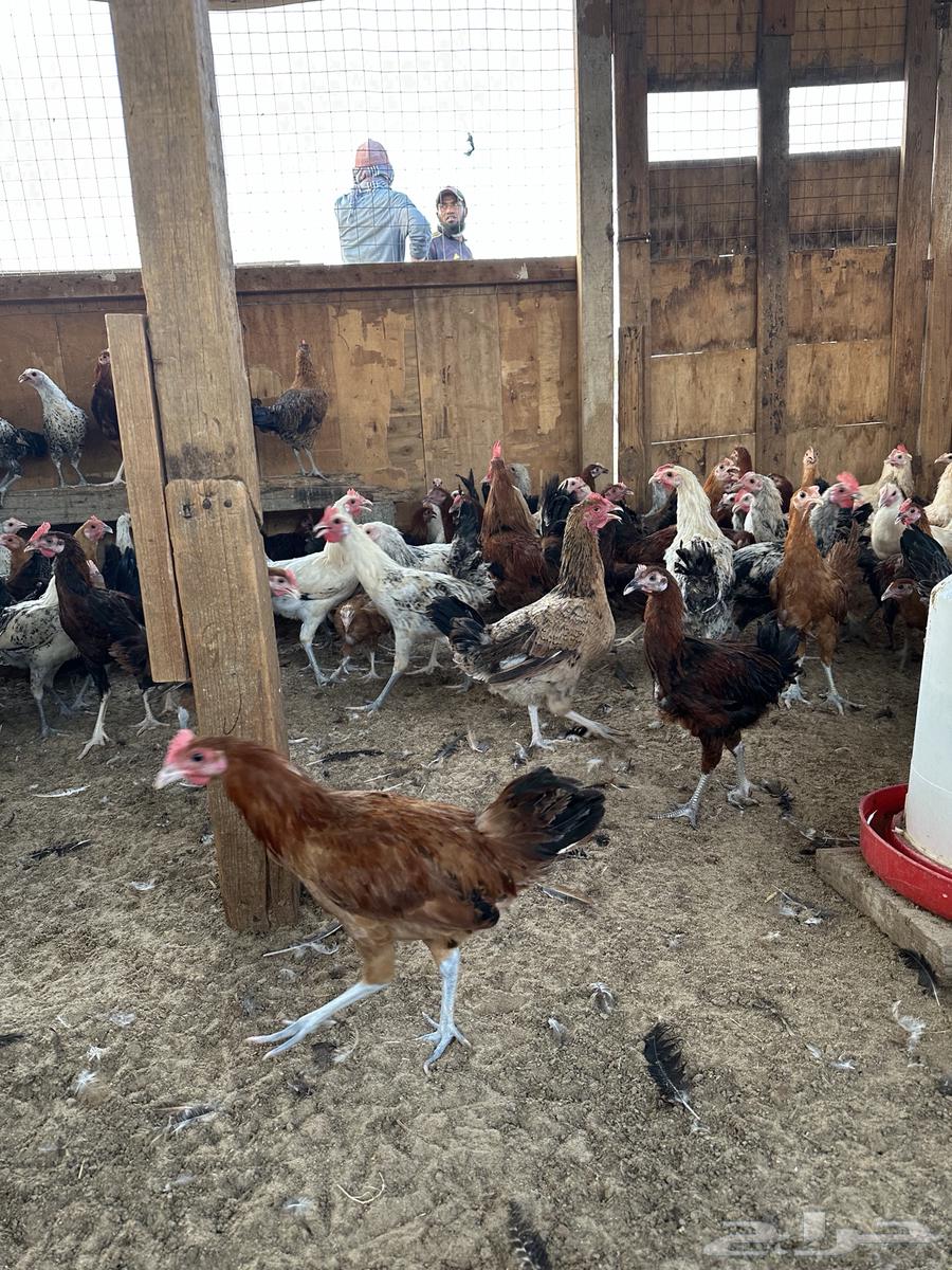 ديوك بلدي العمر من 3.5 الى 4 شهور64542657311107111