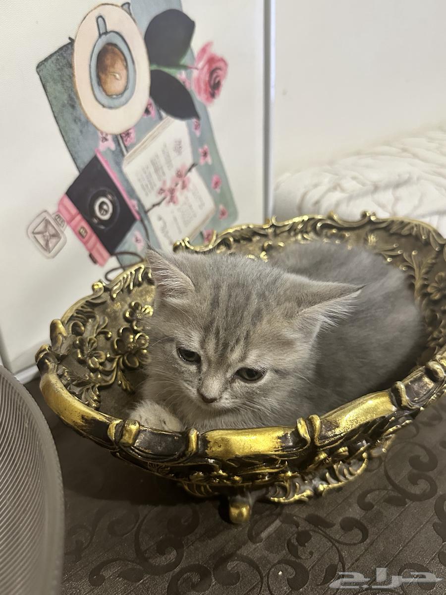 كيتن سكوتش للبيع64538944054145110