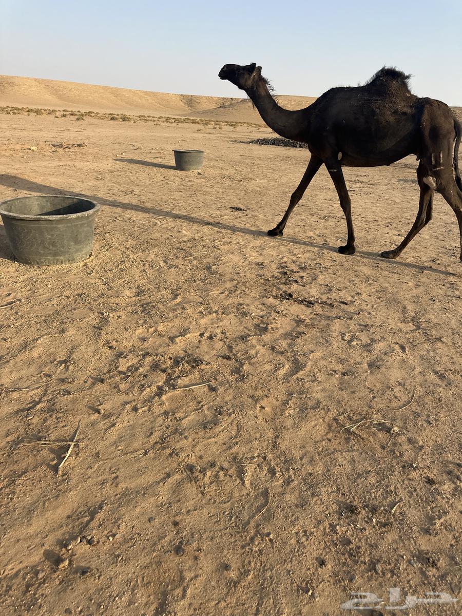 ثنيه لقحه للبيع64540124335747111