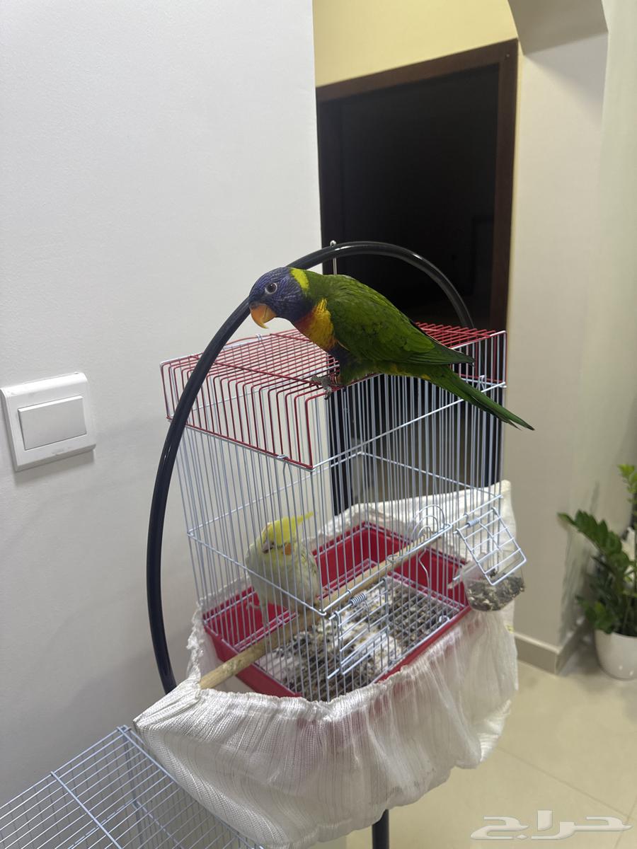 لوري   كوكتيل64540623797762110