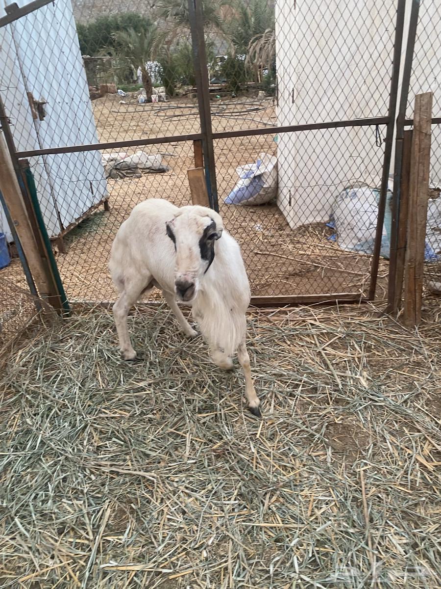 فحل للبيع64542842501889113