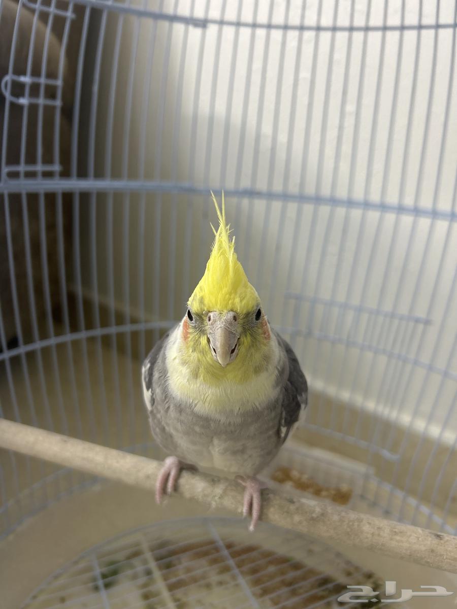 ببغاء كوكتيل .64541622967043112