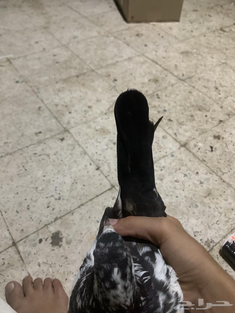 نعرض لكم حمام بكستاني64561000736769112