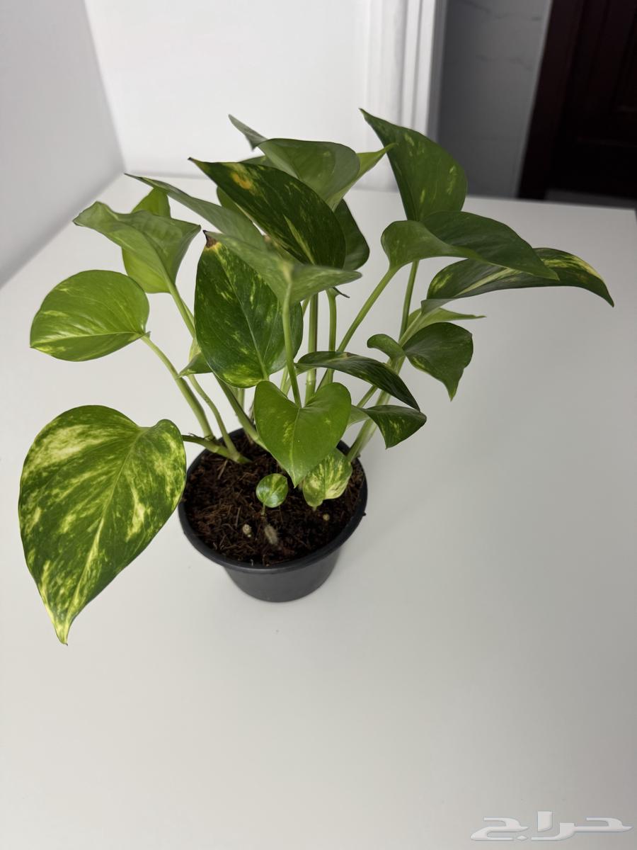 للبيع نبات البامبو والبوتس جملة وتوزيعات64543267228673114