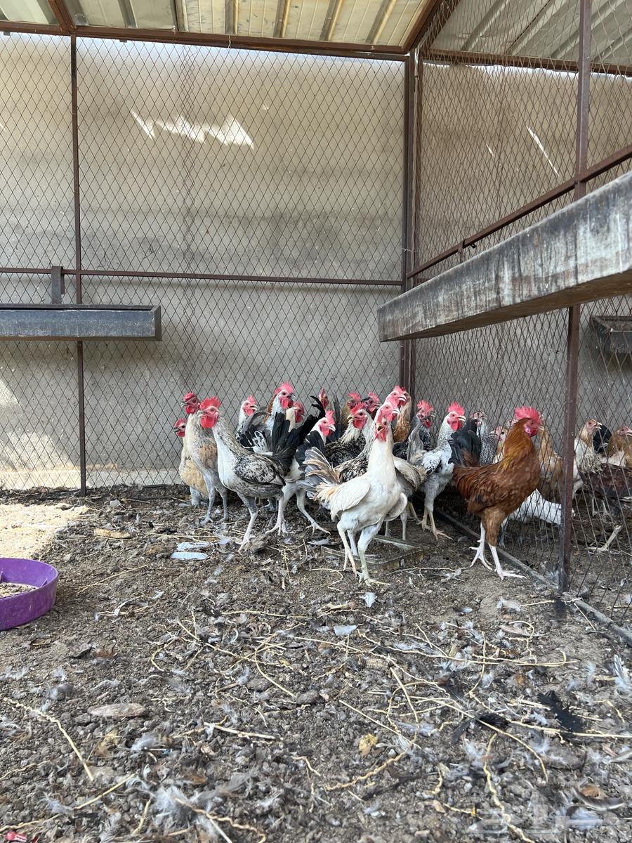 ديكة بلدي64538260792066111