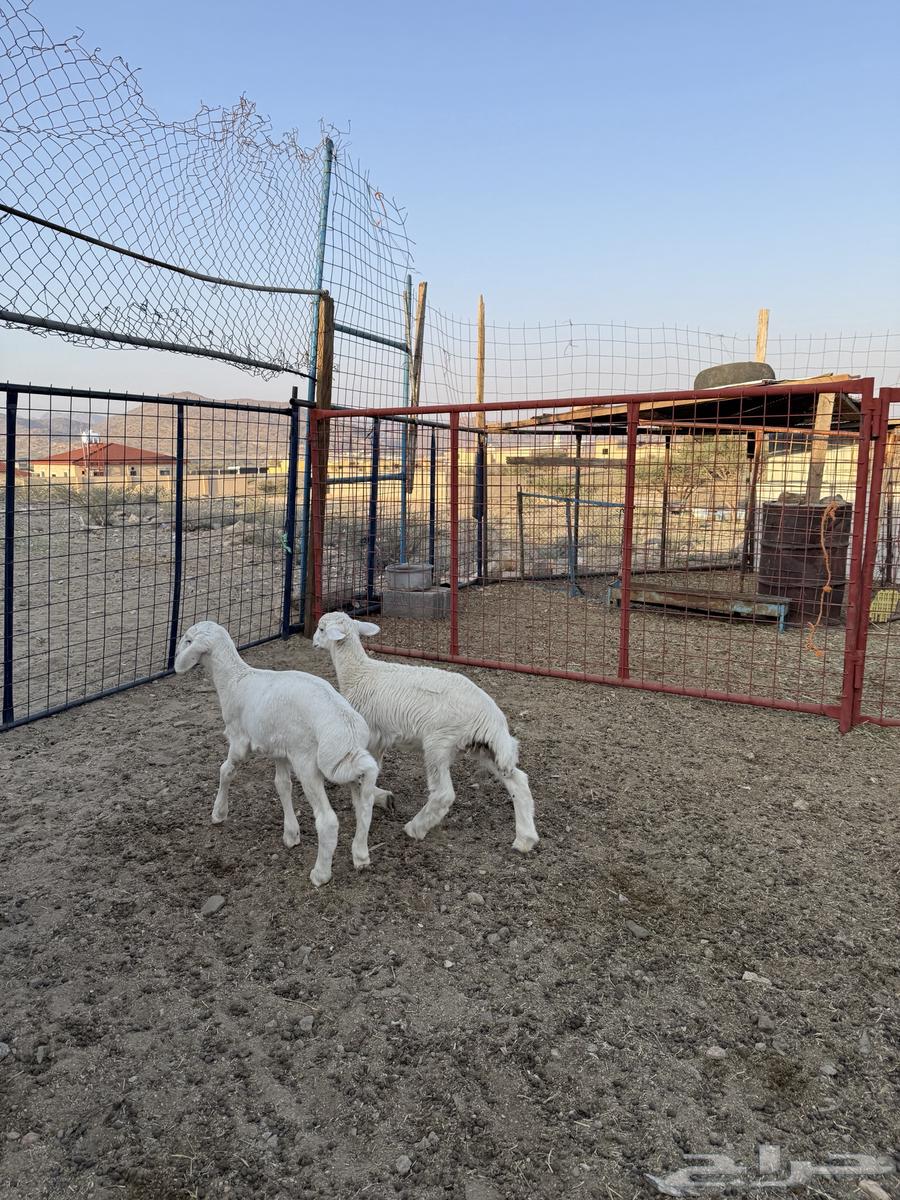 بهم تربيه64536321024513110