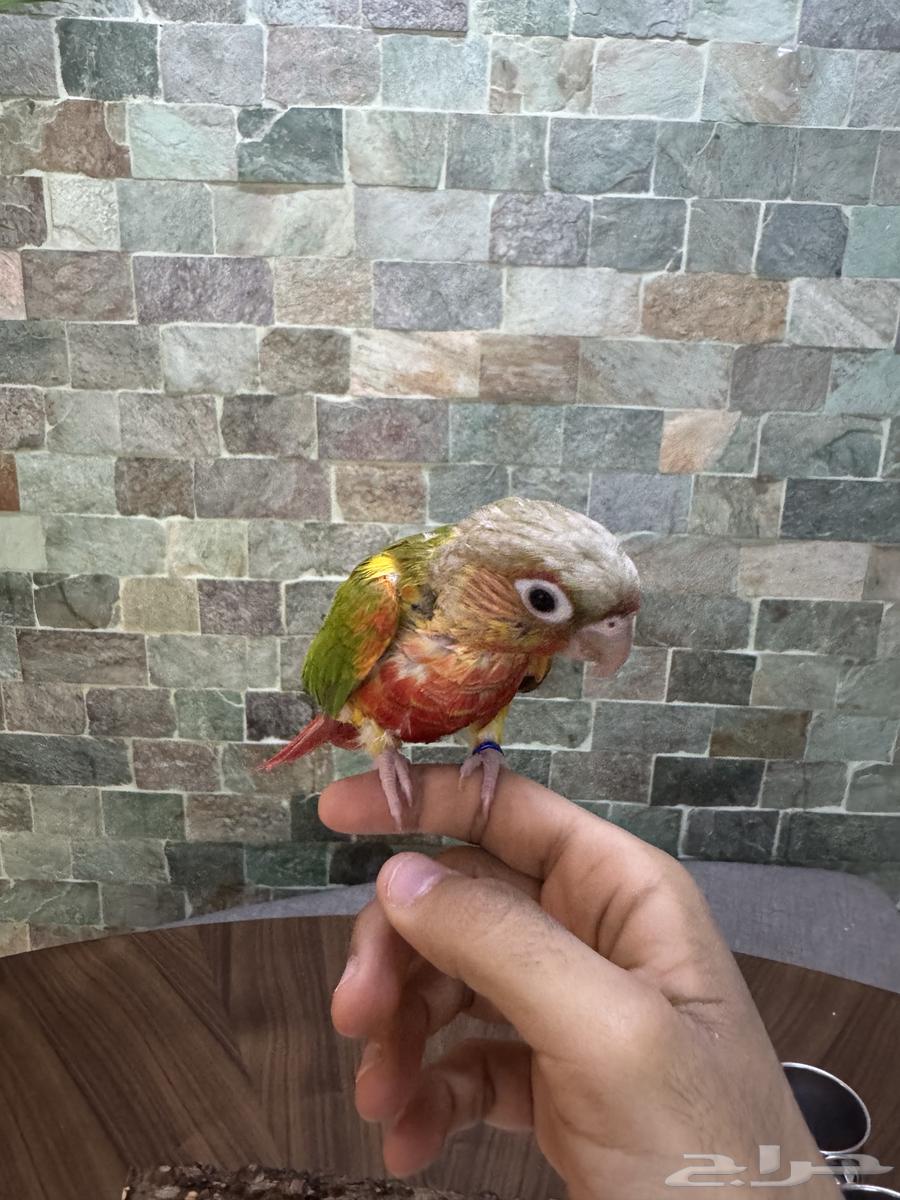 كنيور اناناس أليف64537491071105112