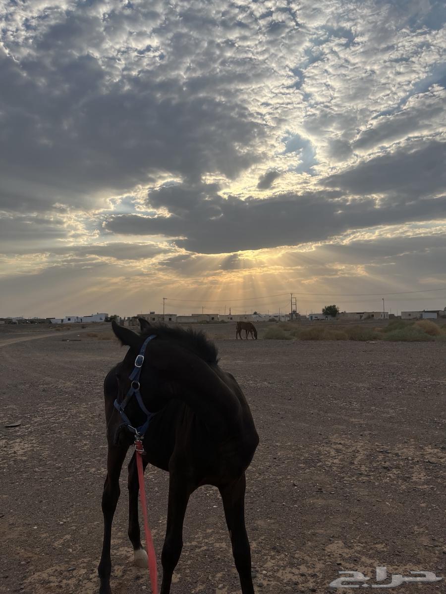 مهره دهماء شعبيه64535085889154111