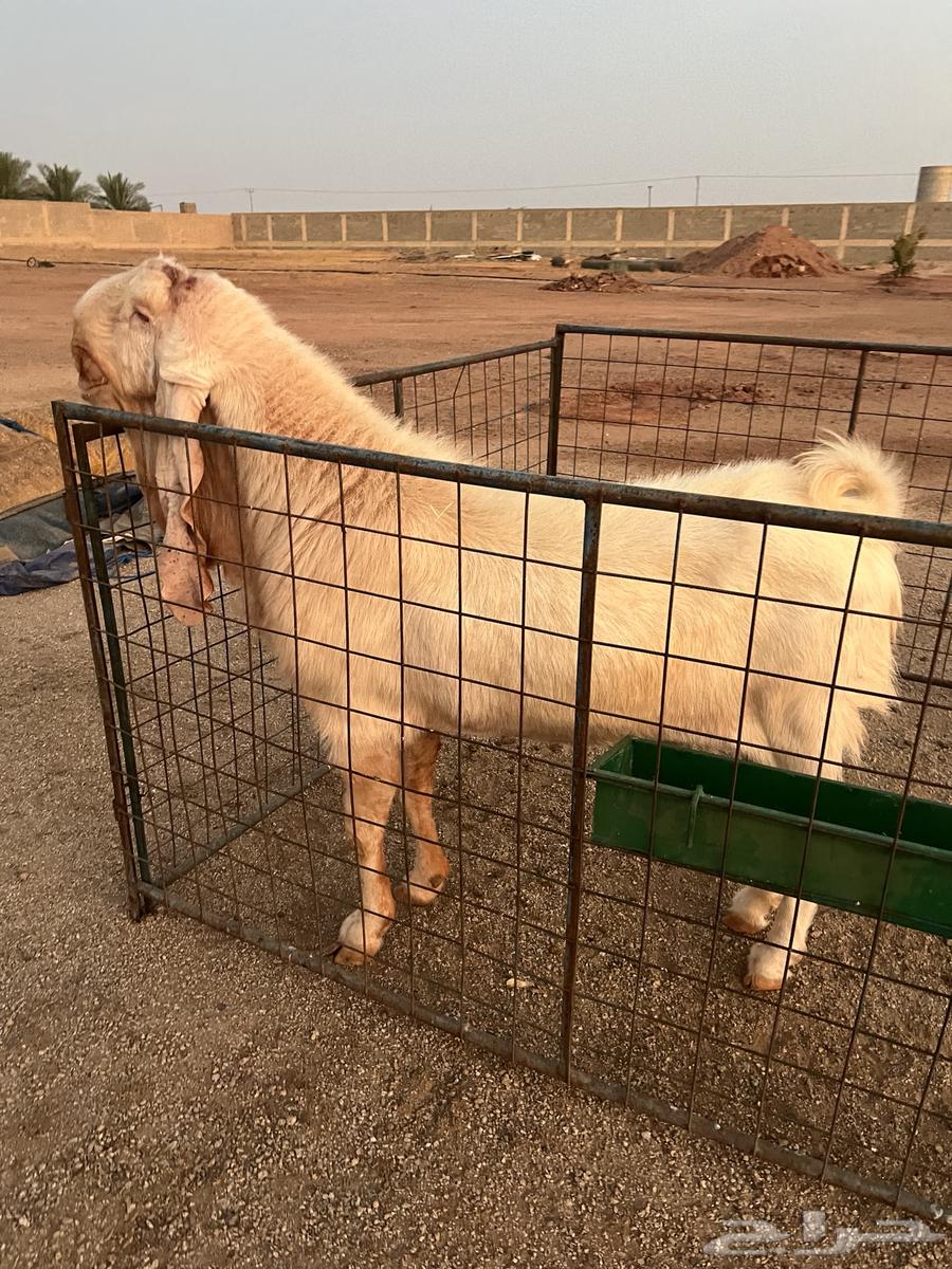 تيس ابيض صنف64536864558210113