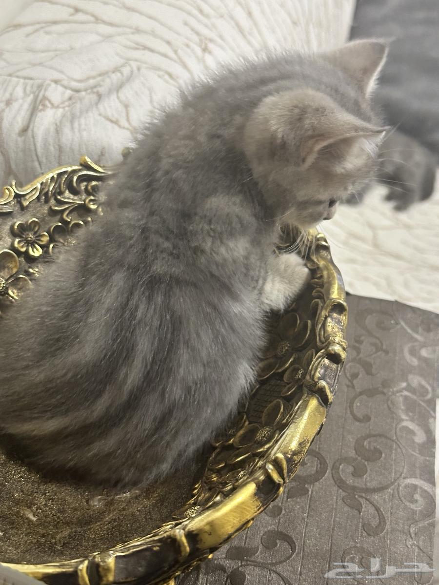 كيتن سكوتش للبيع64538944054145112