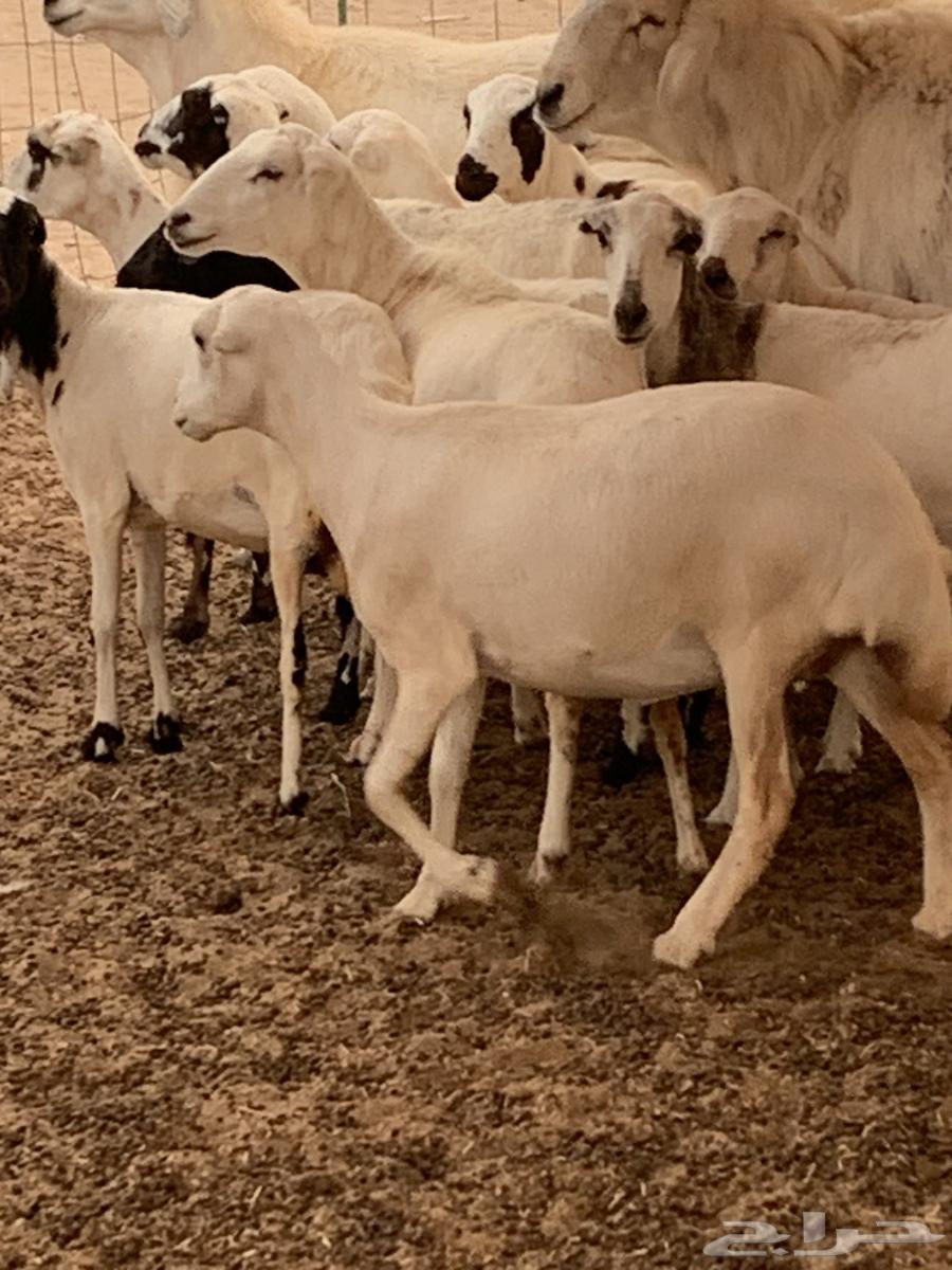 للبيع رخال رفيديات دفيع معزا بهر جنوبية( تم البيع64542359477123112