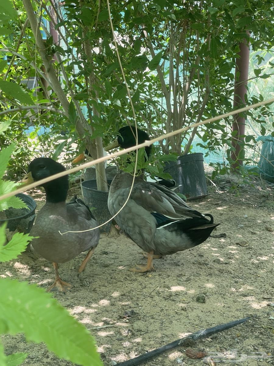 بط للبيع64537366114435112