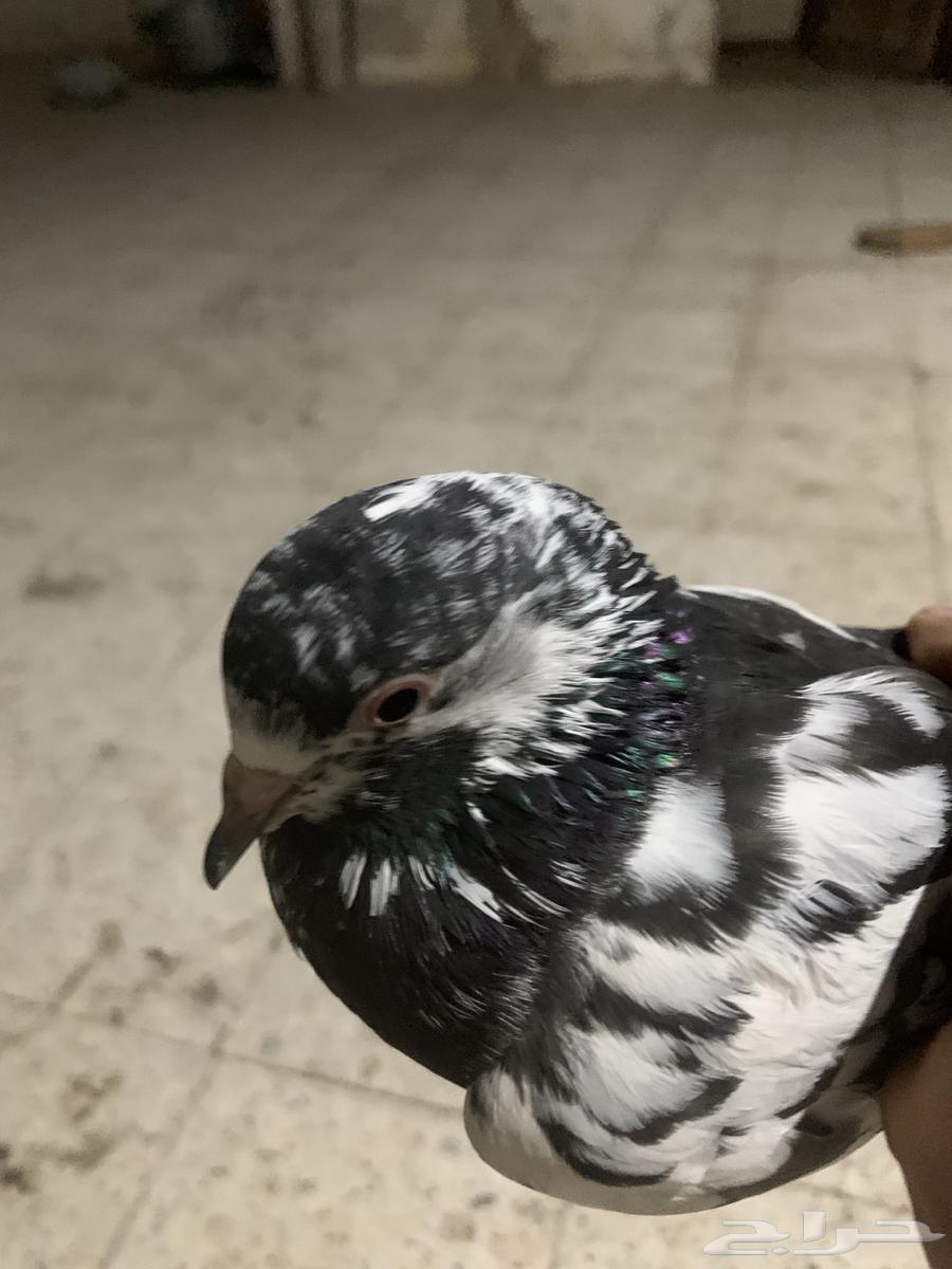 نعرض لكم حمام بكستاني64561000736769111