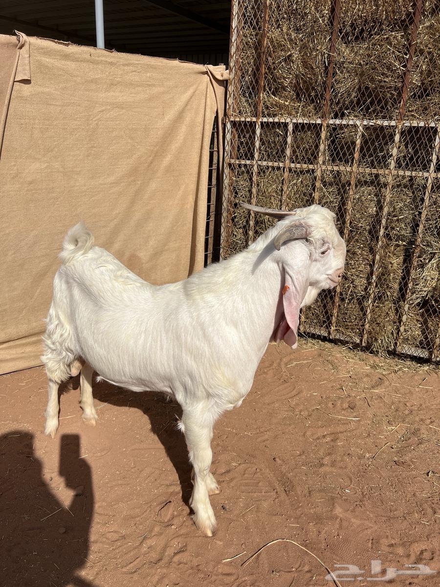 تيس ابيض صنف64536864558210112