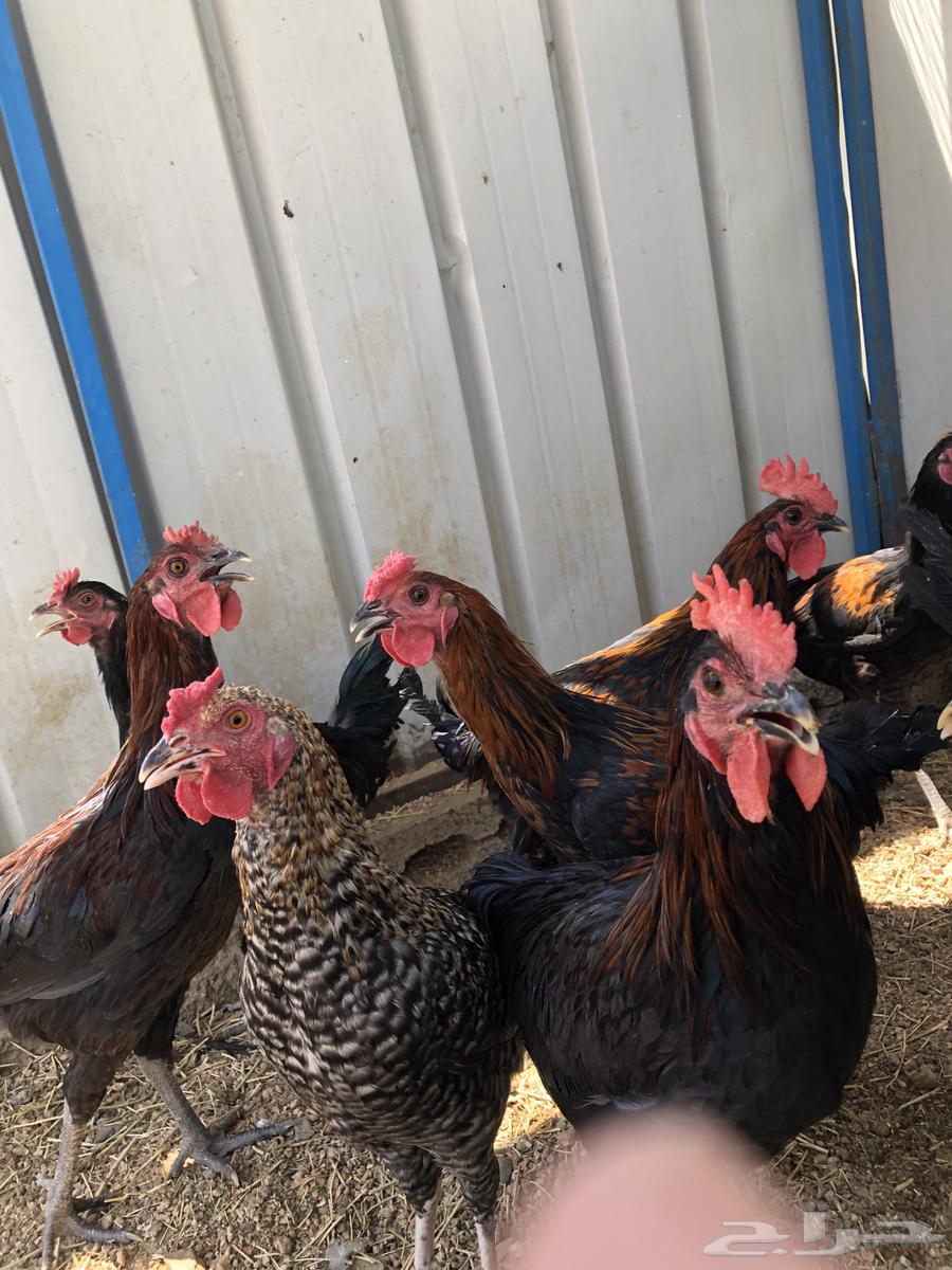 ديكه للبيع64537784402433114