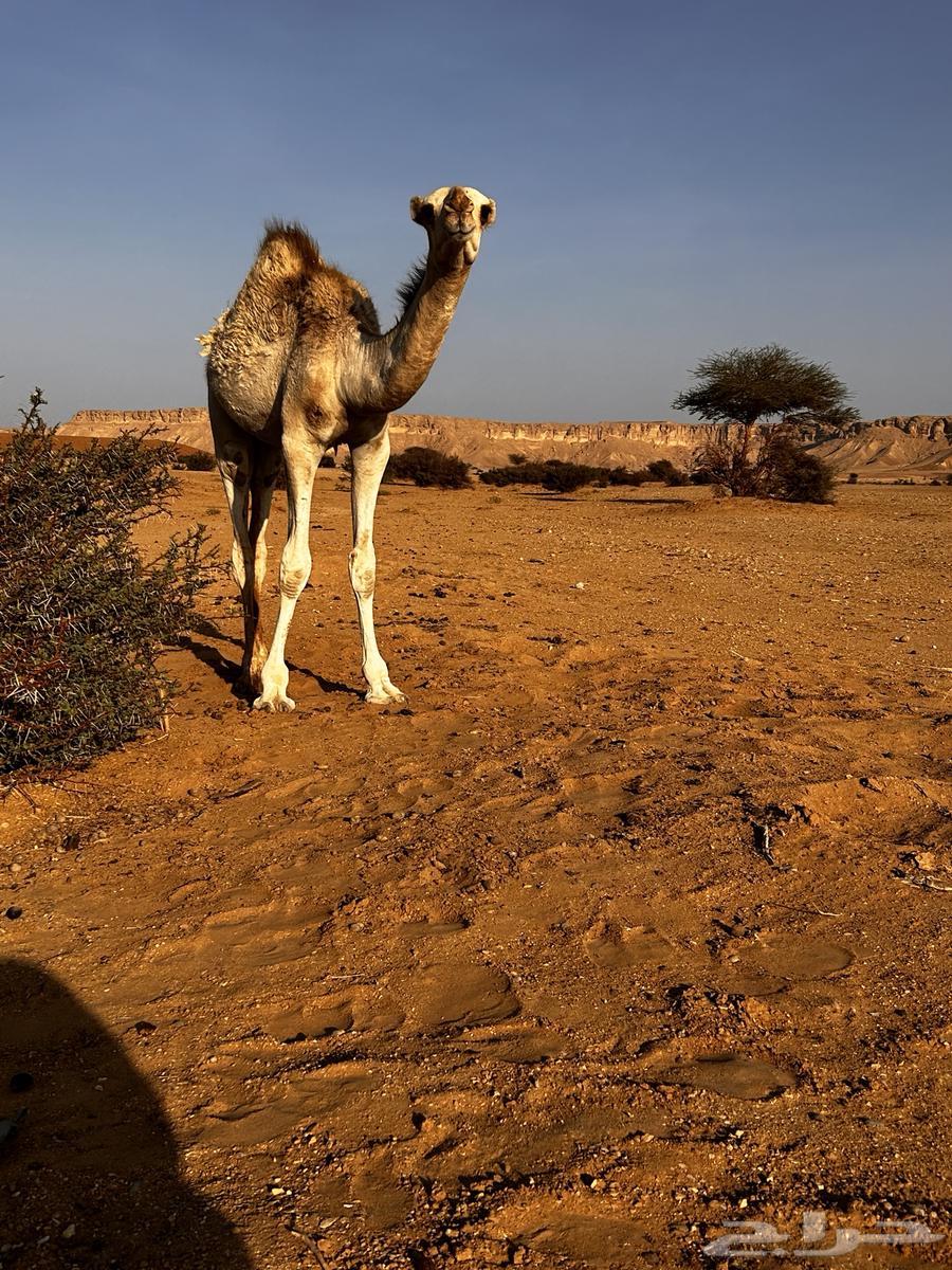 البكره للبيع64539953321601114