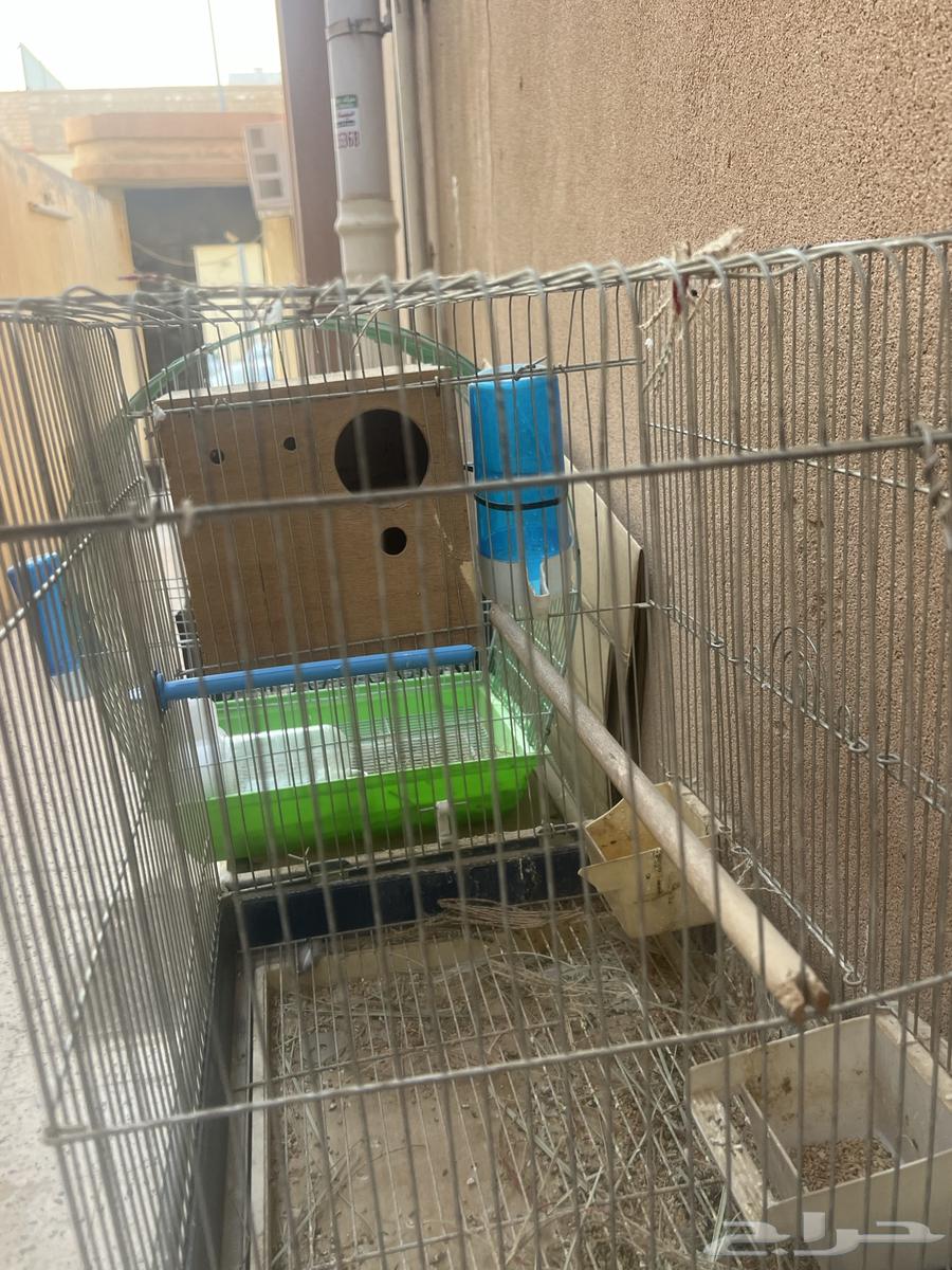 قفص شبه جديد جاهز من كل شي64541522924419111