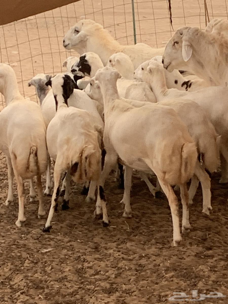 للبيع رخال رفيديات دفيع معزا بهر جنوبية( تم البيع64542359477123114