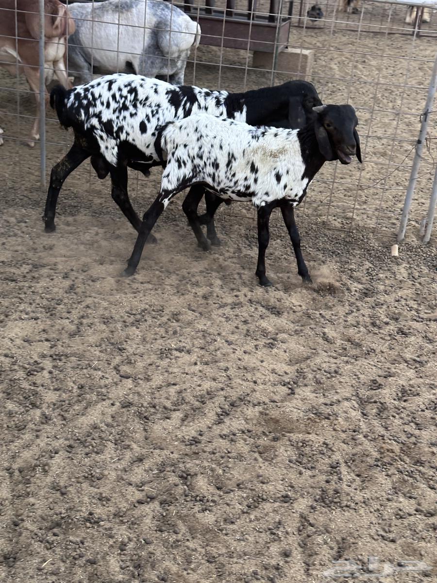 طليان برابر انتاج الحلال64541679117058111