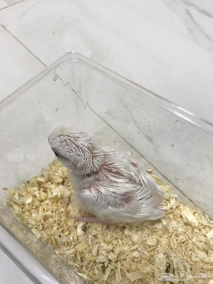 فرخ روز غر البينو64539627713538111