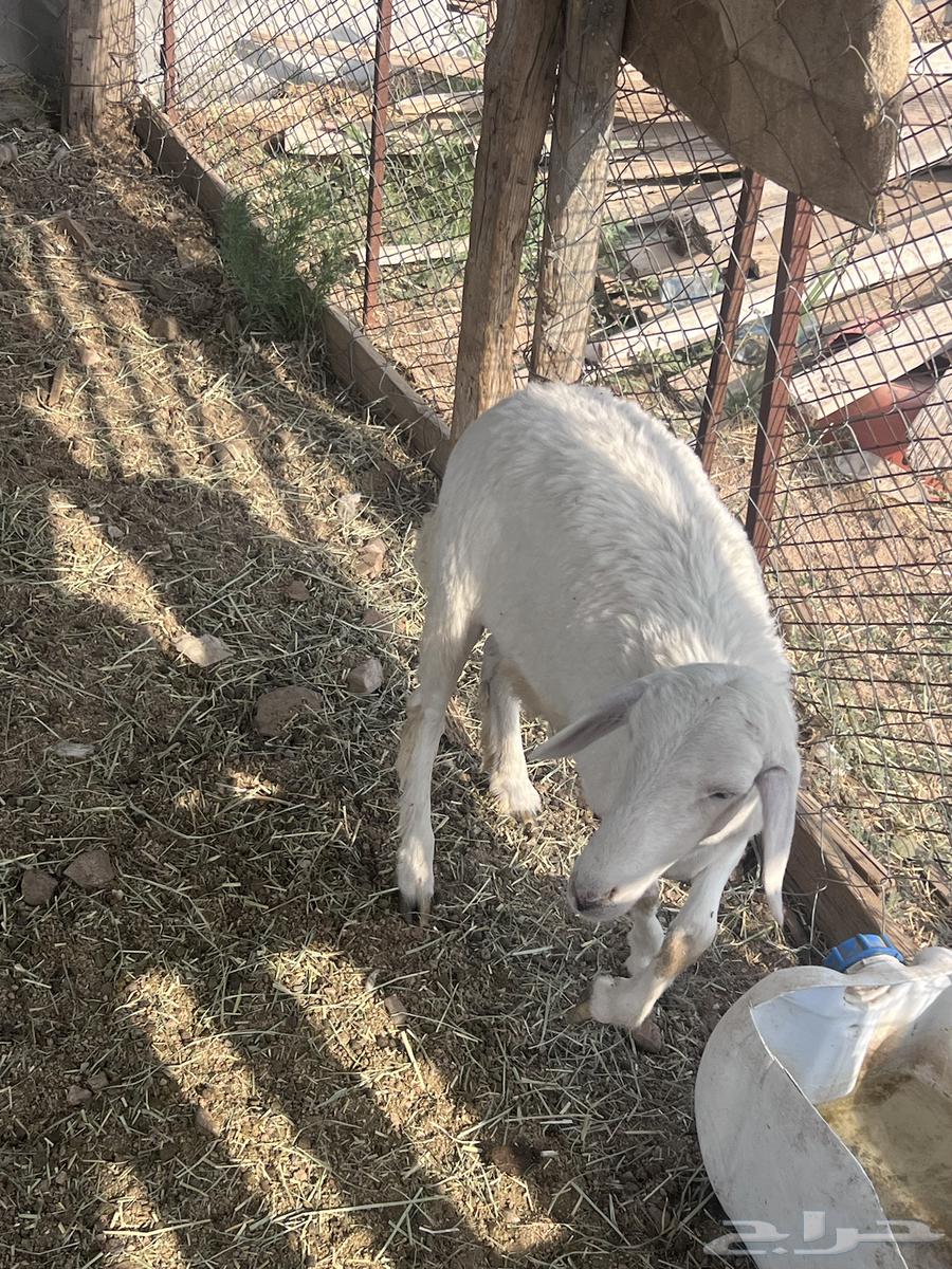 رخلين للبيع شحم64541963448579113