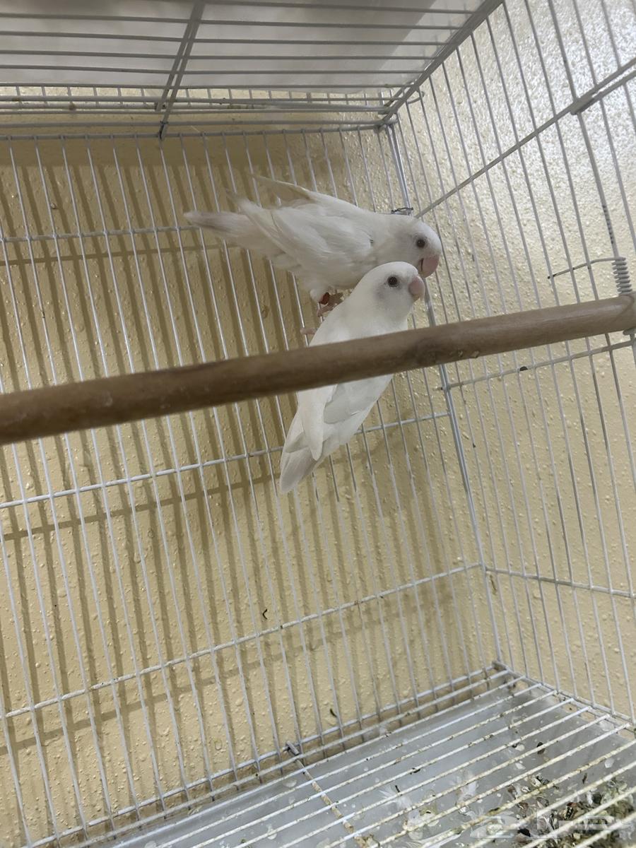 Pair of binos is productive64536070095619114