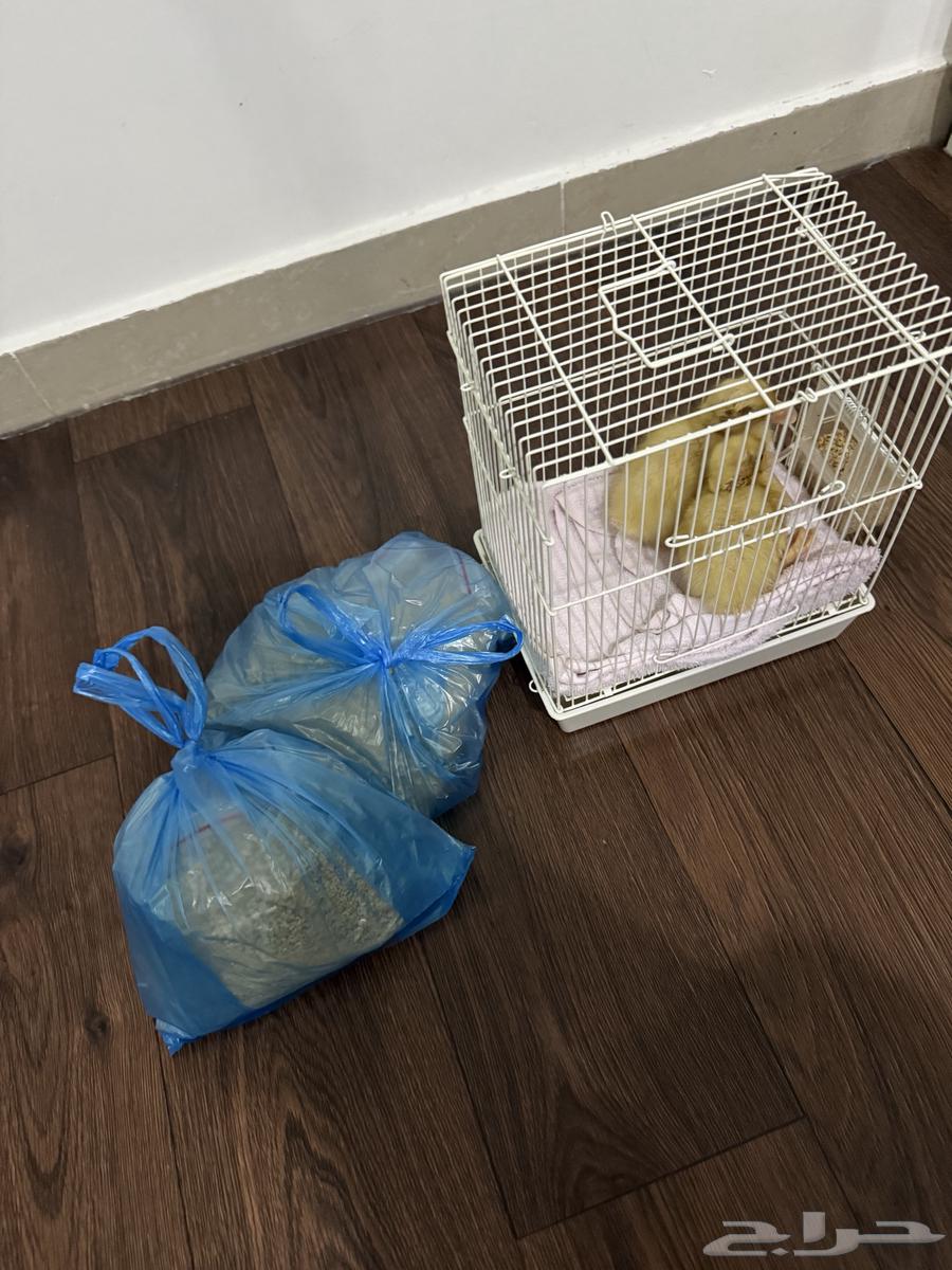 بط بكني صحته ممتازه وسعار جدا مناسب64541821678979110