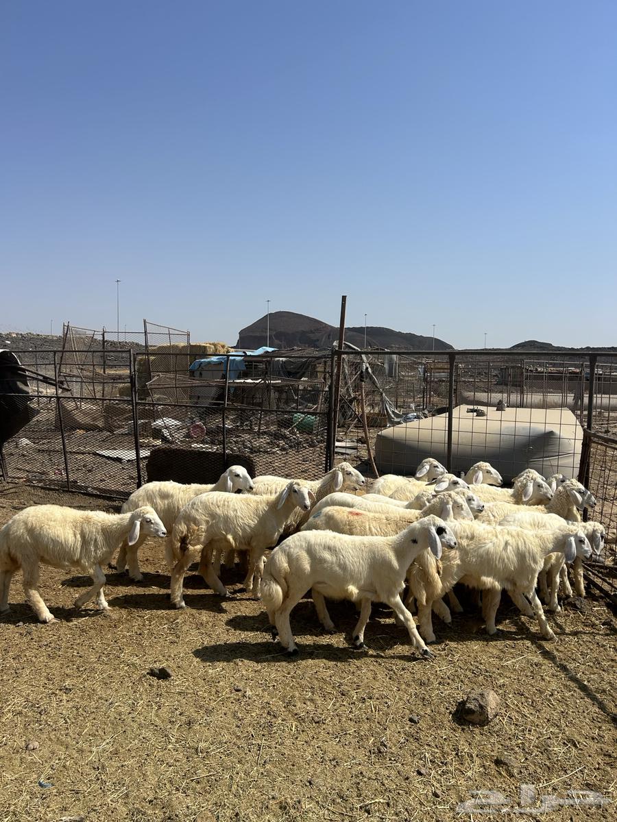 رخال حريات الحد ( 940 ) تم البيع64536975674754111