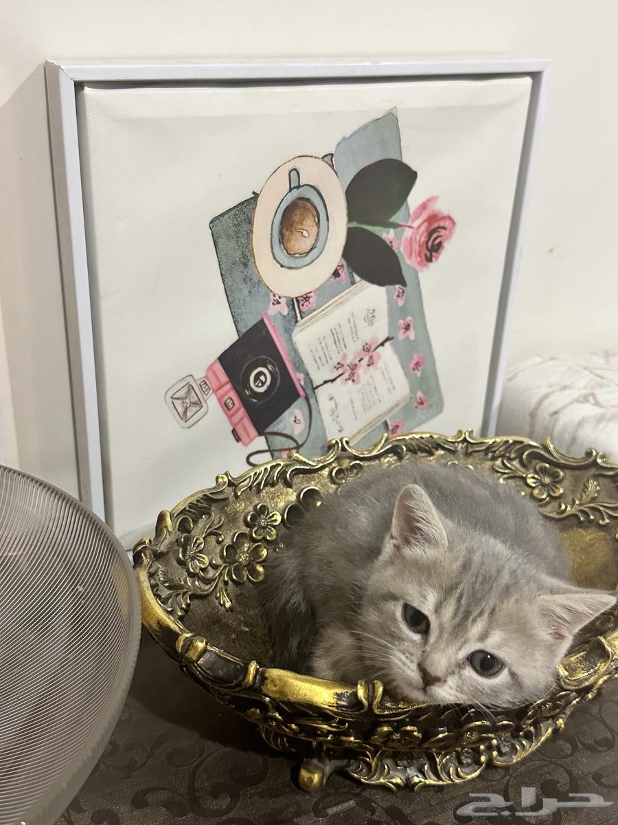 كيتن سكوتش للبيع64538944054145111