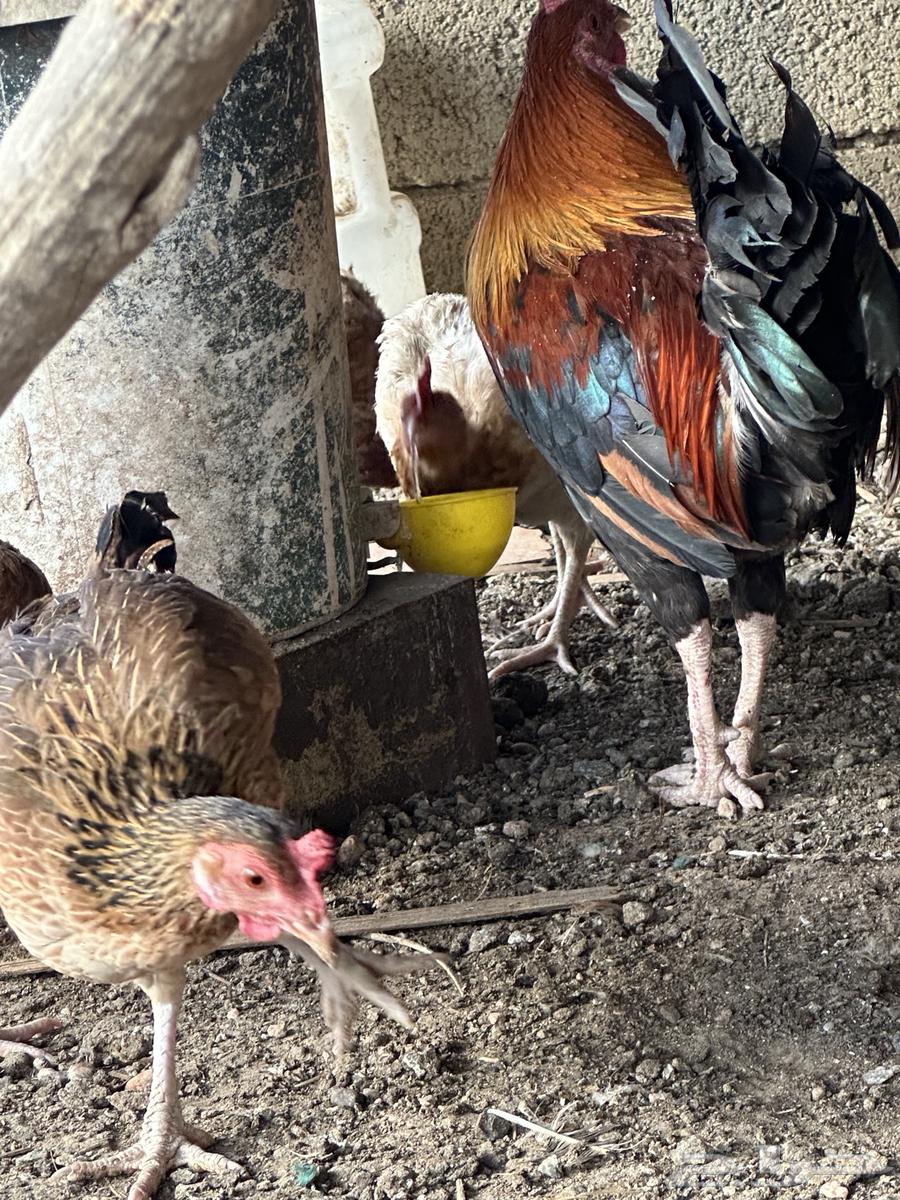 دجاج بلدي ترثه اصيل عربي فري64541579936258114