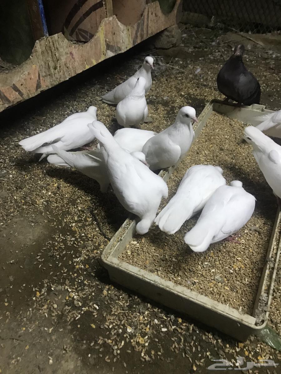 صنعاني اصيل شيبه64542104719747114