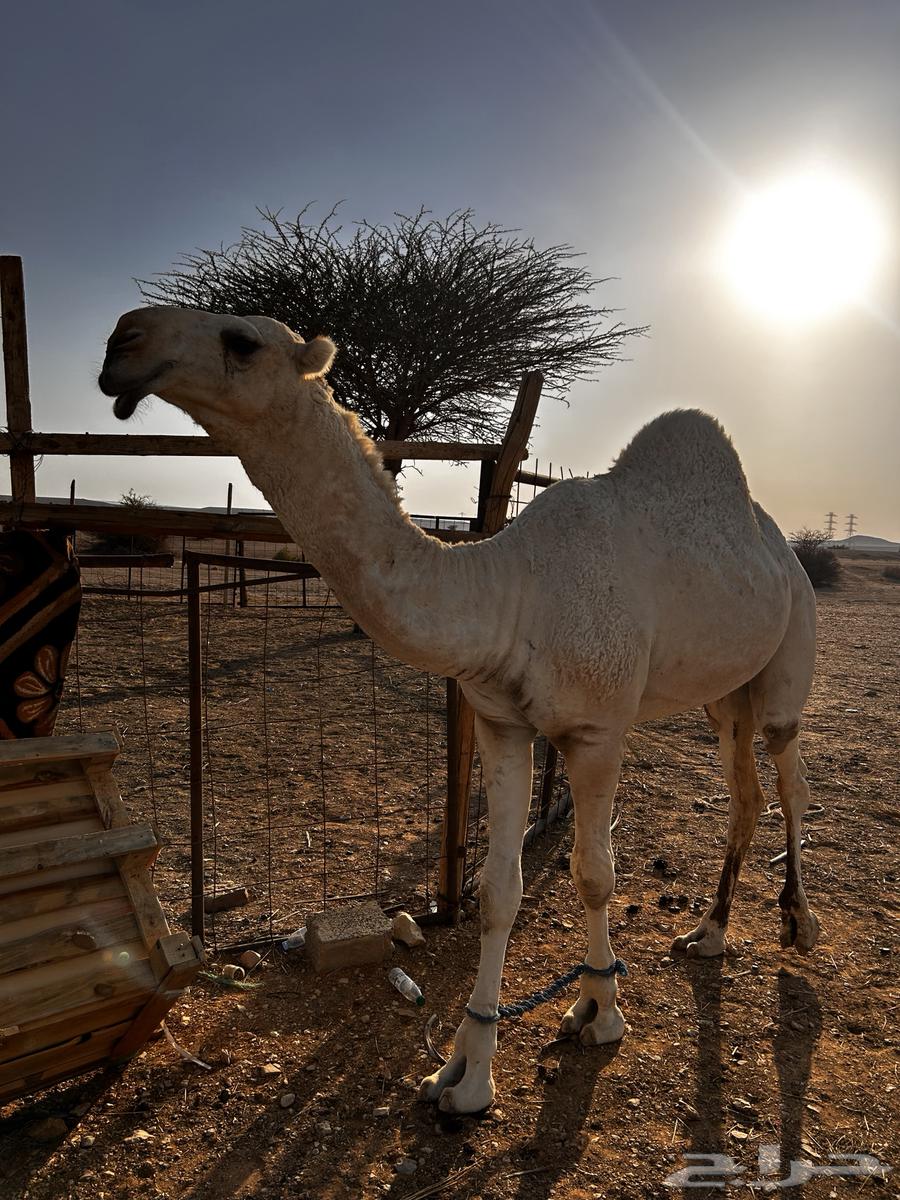 قعود حق للبيع64539882371201114