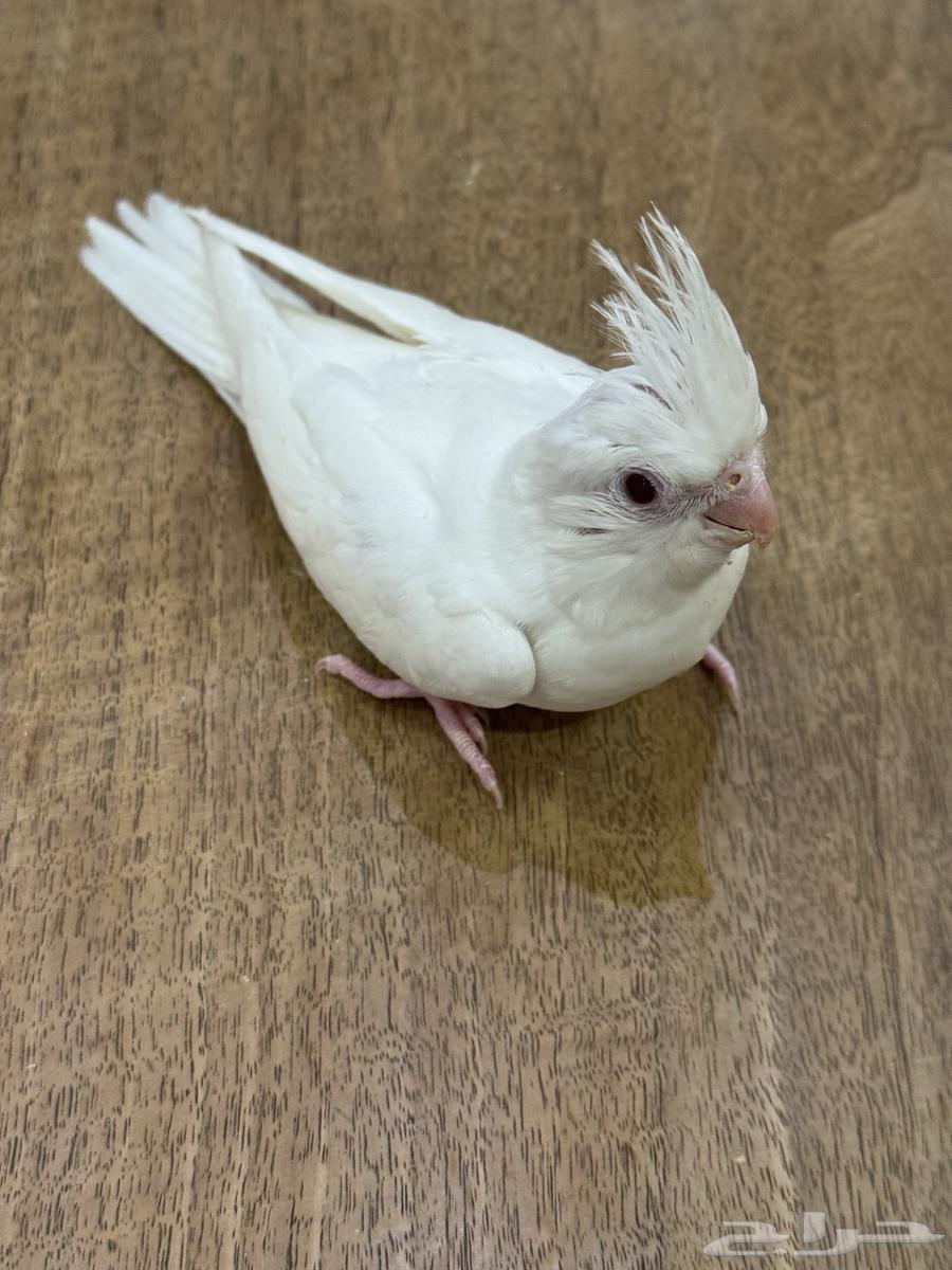 فرخ كروان وصن كنيور (((تم البيع خارج الموقع)))64537686980994111