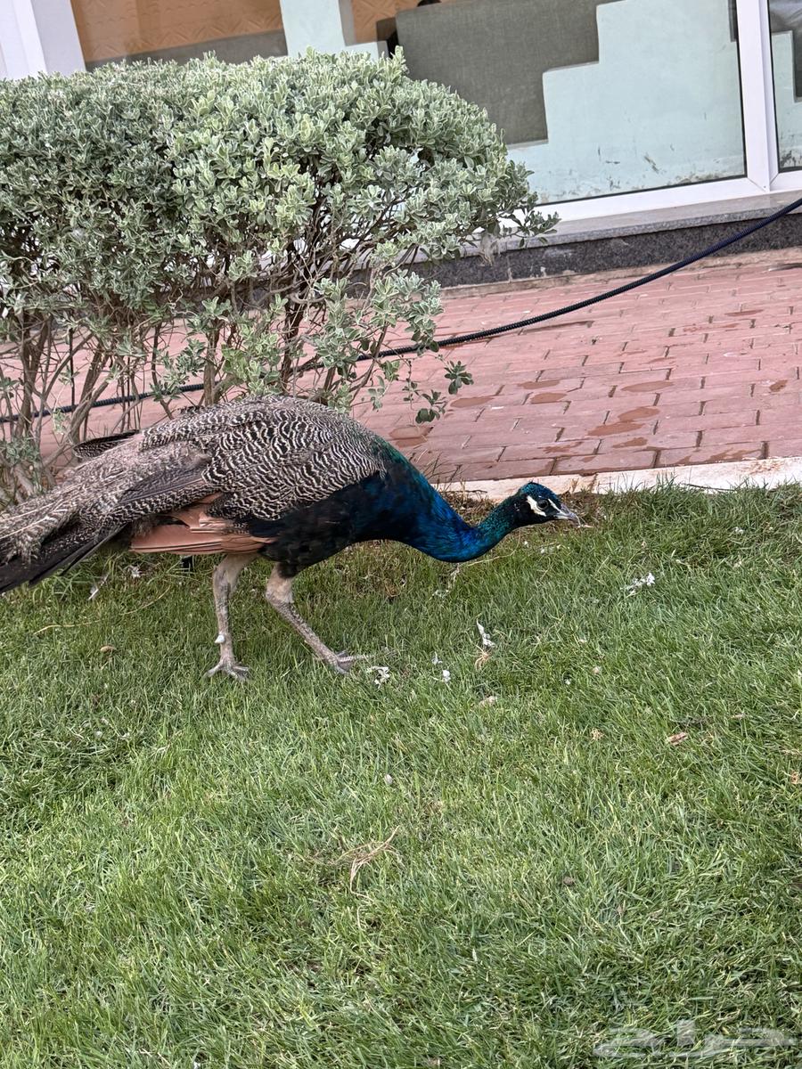 طاؤوس للبيع64540694760321110