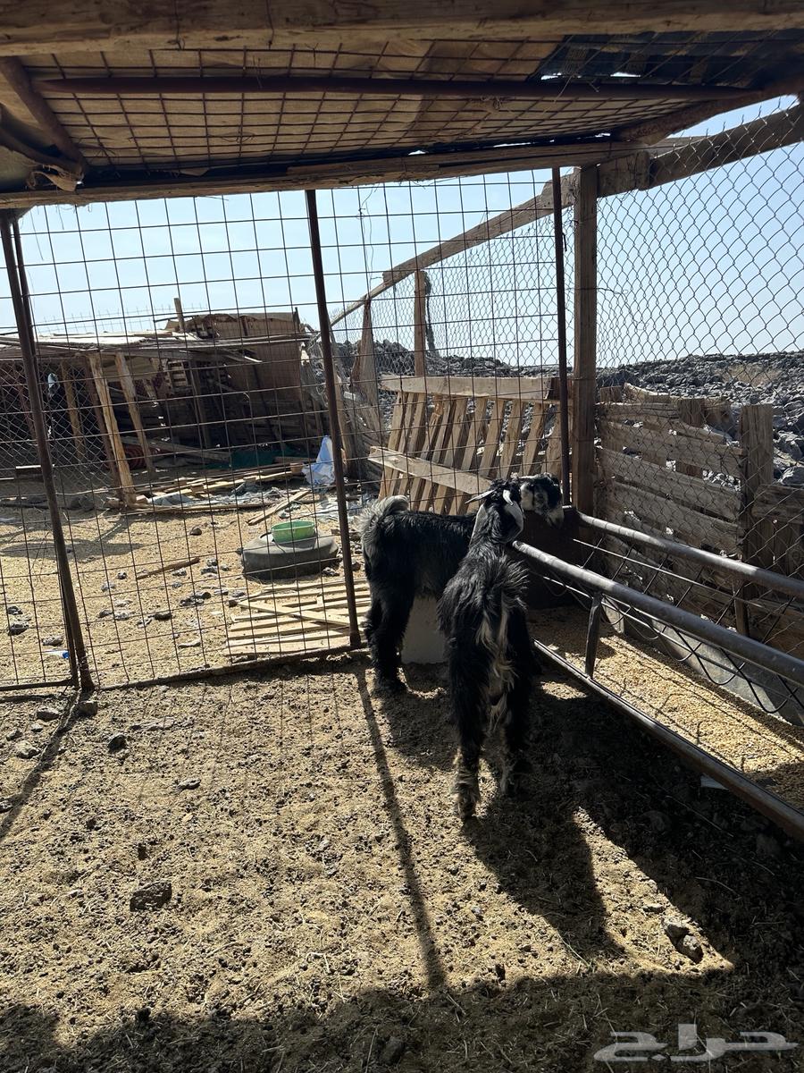 Tios64536307537538112