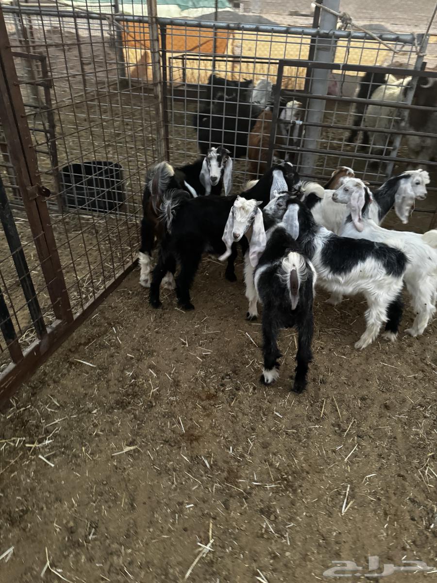 للبيع تيوس وجفار مندي64541934689283112