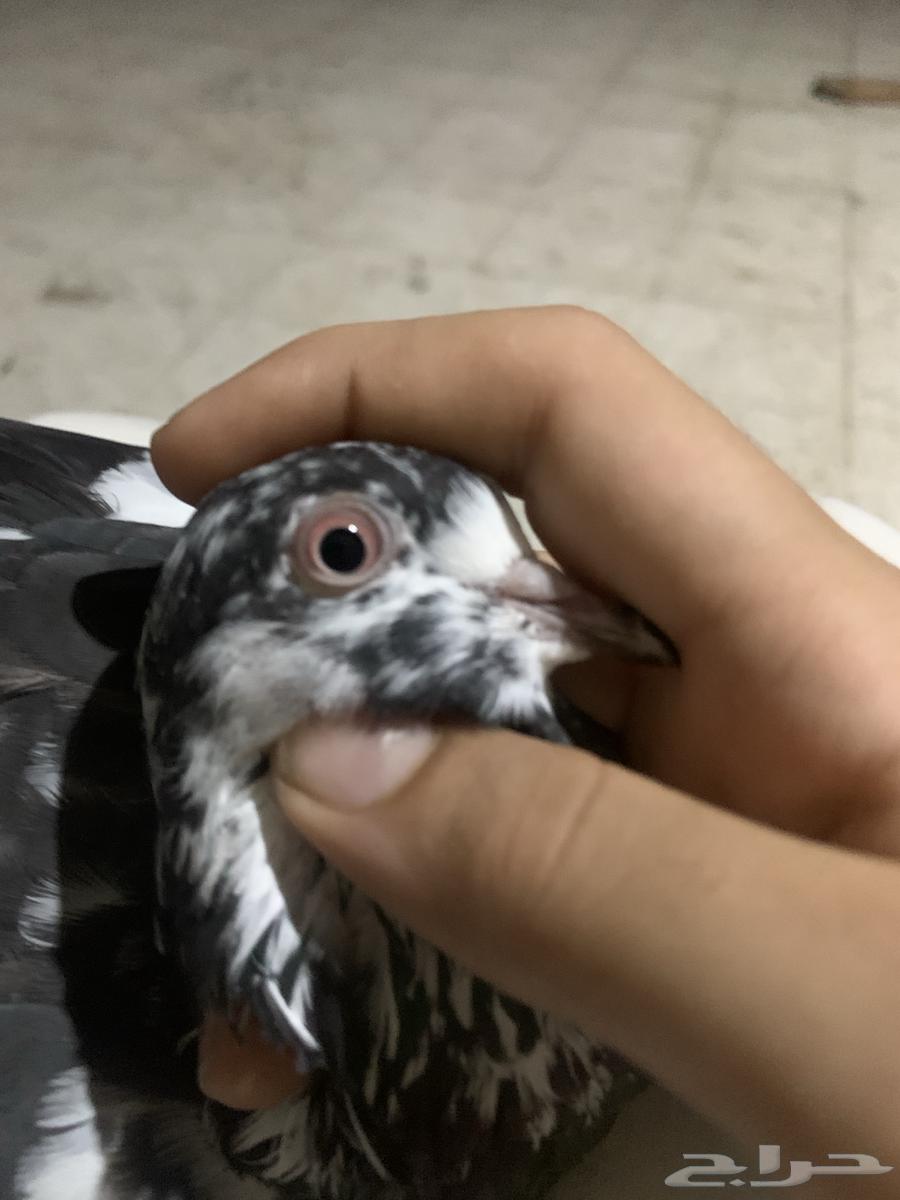 نعرض لكم حمام بكستاني64561000736769114