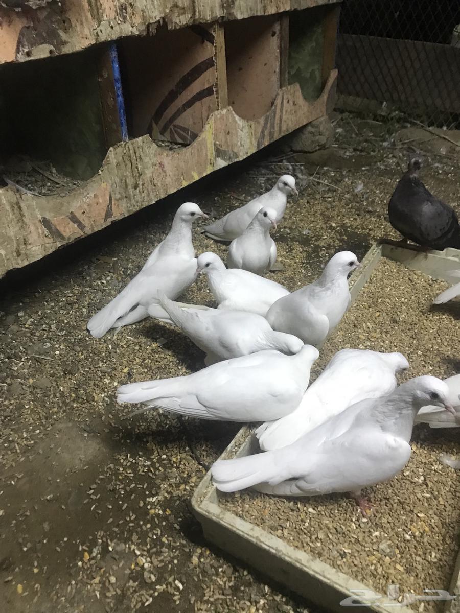 صنعاني اصيل شيبه64542104719747112