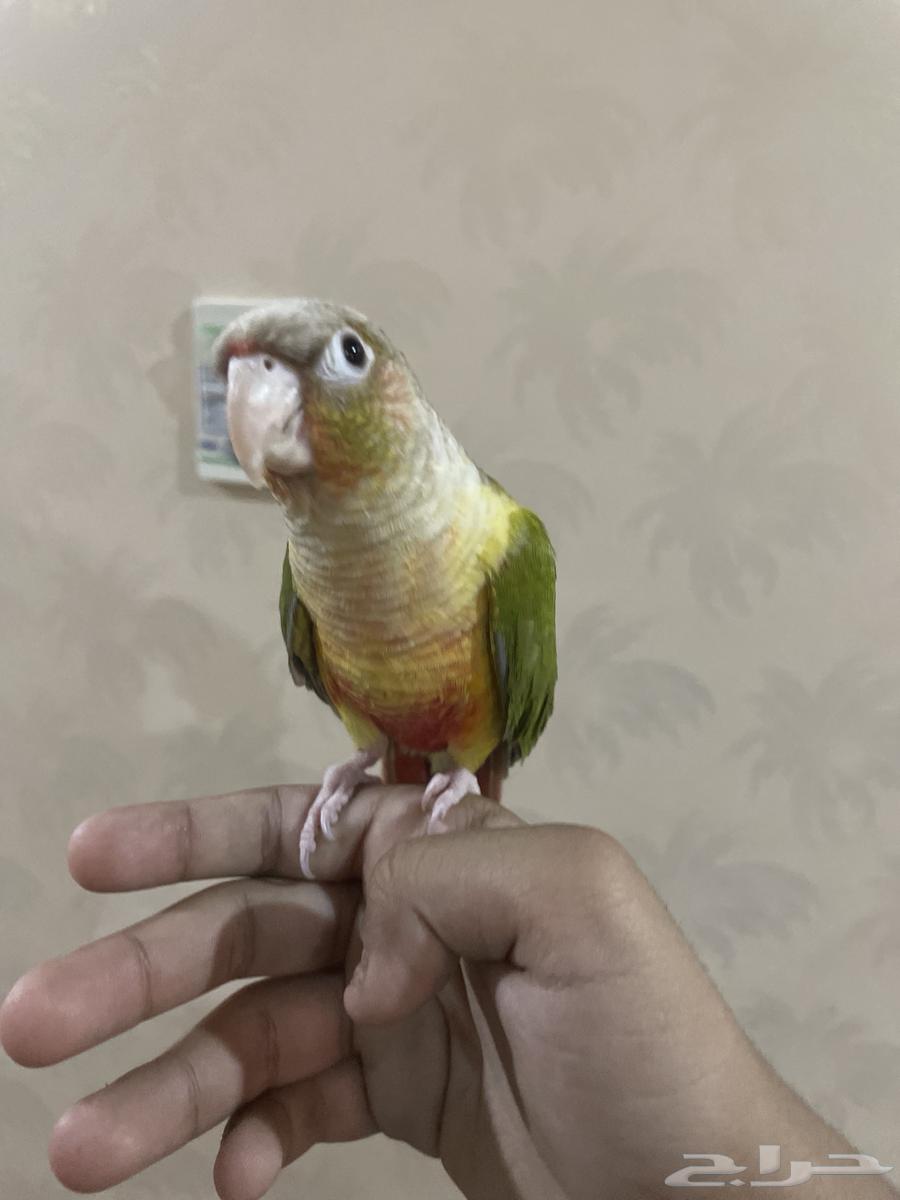 كنيور انناس ذكر تربيه هدد داخلي يتكلم يقو تعالى تعالى64542274730882113